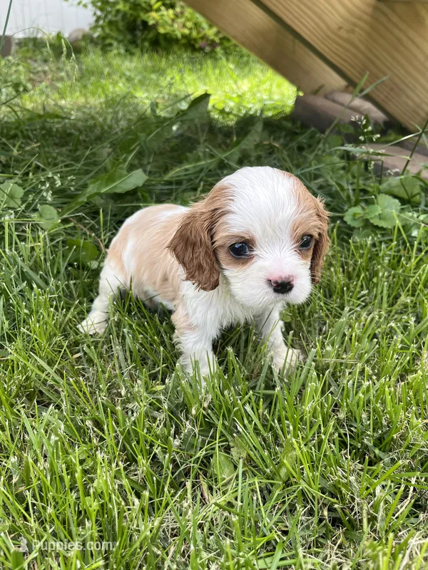 Harper – Cavalier King Charles Spaniel puppy for sale in Balsam Lake, WI