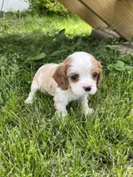 Harper, a female Cavalier King Charles Spaniel for sale in Balsam Lake, WI – 1 of 8