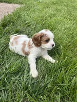 Roman, a male Cavalier King Charles Spaniel for sale in Balsam Lake, WI – 5 of 10