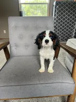 Charlie, a male Cavalier King Charles Spaniel for sale in Balsam Lake, WI – 8 of 9