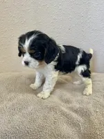 Gracie, a female Cavalier King Charles Spaniel for sale in Balsam Lake, WI – 4 of 10