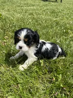 Gracie, a female Cavalier King Charles Spaniel for sale in Balsam Lake, WI – 8 of 10