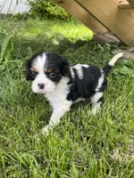 Gracie, a female Cavalier King Charles Spaniel for sale in Balsam Lake, WI – 6 of 10