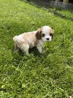 Harper, a female Cavalier King Charles Spaniel for sale in Balsam Lake, WI – 6 of 8