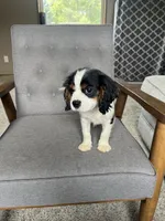 Charlie, a male Cavalier King Charles Spaniel for sale in Balsam Lake, WI – 7 of 9