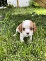 Harper, a female Cavalier King Charles Spaniel for sale in Balsam Lake, WI – 3 of 8