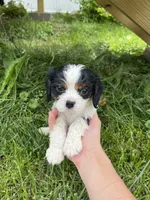 Charlie, a male Cavalier King Charles Spaniel for sale in Balsam Lake, WI – 2 of 6