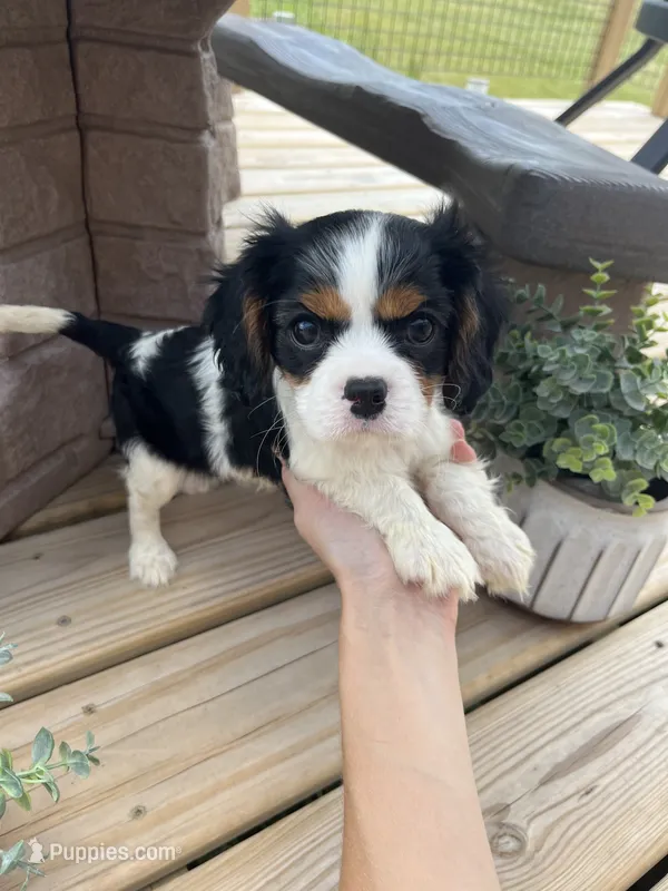 Gracie – Cavalier King Charles Spaniel puppy for sale in Balsam Lake, WI