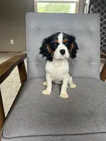 Gracie, a female Cavalier King Charles Spaniel for sale in Balsam Lake, WI – 4 of 7