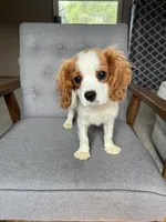 Roman, a male Cavalier King Charles Spaniel for sale in Balsam Lake, WI – 4 of 10
