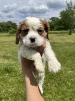Roman, a male Cavalier King Charles Spaniel for sale in Balsam Lake, WI – 8 of 10