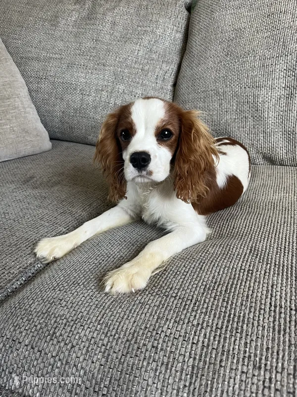 Roman – Cavalier King Charles Spaniel puppy for sale in Balsam Lake, WI