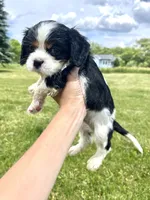Charlie, a male Cavalier King Charles Spaniel for sale in Balsam Lake, WI – 3 of 6