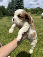 Roman, a male Cavalier King Charles Spaniel for sale in Balsam Lake, WI – 9 of 10