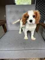 Roman, a male Cavalier King Charles Spaniel for sale in Balsam Lake, WI – 7 of 10