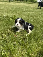 Gracie, a female Cavalier King Charles Spaniel for sale in Balsam Lake, WI – 9 of 10