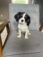 Gracie, a female Cavalier King Charles Spaniel for sale in Balsam Lake, WI – 5 of 7