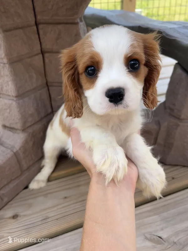 Roman – Cavalier King Charles Spaniel puppy for sale in Balsam Lake, WI