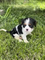 Gracie, a female Cavalier King Charles Spaniel for sale in Balsam Lake, WI – 7 of 10