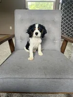 Charlie, a male Cavalier King Charles Spaniel for sale in Balsam Lake, WI – 1 of 9