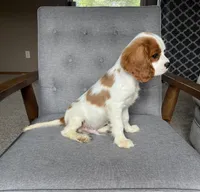 Roman, a male Cavalier King Charles Spaniel for sale in Balsam Lake, WI – 10 of 10