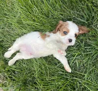 Roman, a male Cavalier King Charles Spaniel for sale in Balsam Lake, WI – 6 of 10