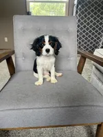 Charlie, a male Cavalier King Charles Spaniel for sale in Balsam Lake, WI – 9 of 9