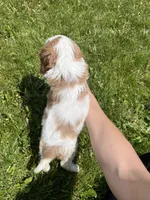 Roman, a male Cavalier King Charles Spaniel for sale in Balsam Lake, WI – 10 of 10