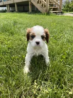 Roman, a male Cavalier King Charles Spaniel for sale in Balsam Lake, WI – 7 of 10