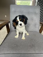 Gracie, a female Cavalier King Charles Spaniel for sale in Balsam Lake, WI – 6 of 7