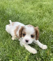 Roman, a male Cavalier King Charles Spaniel for sale in Balsam Lake, WI – 3 of 10