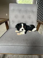 Charlie, a male Cavalier King Charles Spaniel for sale in Balsam Lake, WI – 5 of 9