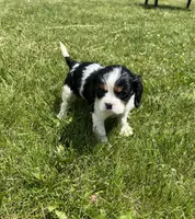 Gracie, a female Cavalier King Charles Spaniel for sale in Balsam Lake, WI – 10 of 10