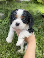 Charlie, a male Cavalier King Charles Spaniel for sale in Balsam Lake, WI – 1 of 6
