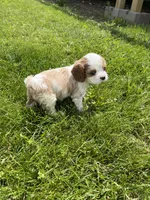 Harper, a female Cavalier King Charles Spaniel for sale in Balsam Lake, WI – 7 of 8