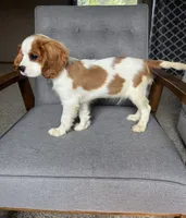Roman, a male Cavalier King Charles Spaniel for sale in Balsam Lake, WI – 9 of 10
