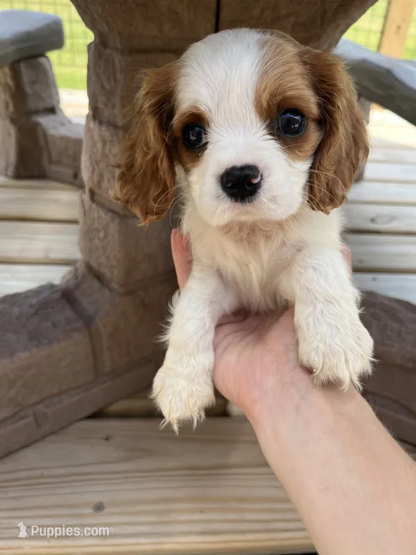 Harper – Cavalier King Charles Spaniel puppy for sale in Balsam Lake, WI