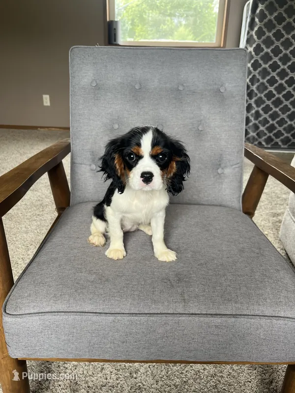 Gracie – Cavalier King Charles Spaniel puppy for sale in Balsam Lake, WI