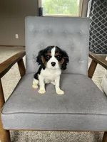 Gracie, a female Cavalier King Charles Spaniel for sale in Balsam Lake, WI – 1 of 7