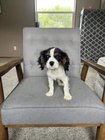 Gracie, a female Cavalier King Charles Spaniel for sale in Balsam Lake, WI – 3 of 7