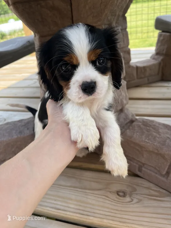 Charlie – Cavalier King Charles Spaniel puppy for sale in Balsam Lake, WI