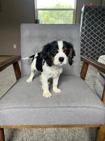 Charlie, a male Cavalier King Charles Spaniel for sale in Balsam Lake, WI – 3 of 9