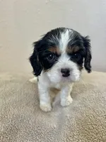 Gracie, a female Cavalier King Charles Spaniel for sale in Balsam Lake, WI – 2 of 10