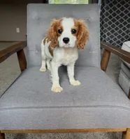 Roman, a male Cavalier King Charles Spaniel for sale in Balsam Lake, WI – 3 of 10