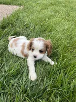 Roman, a male Cavalier King Charles Spaniel for sale in Balsam Lake, WI – 4 of 10