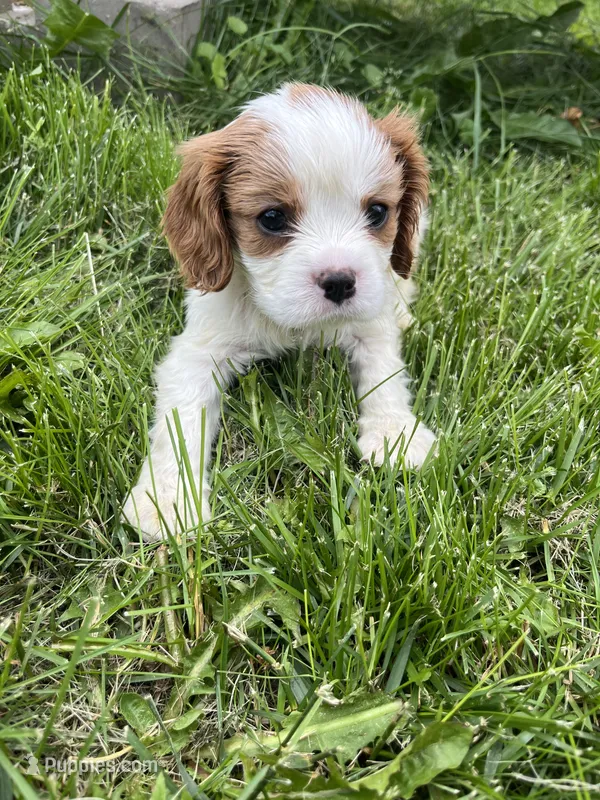 Roman – Cavalier King Charles Spaniel puppy for sale in Balsam Lake, WI