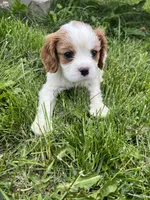 Roman, a male Cavalier King Charles Spaniel for sale in Balsam Lake, WI – 1 of 10
