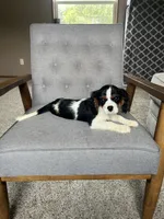 Gracie, a female Cavalier King Charles Spaniel for sale in Balsam Lake, WI – 7 of 7