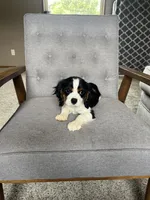 Charlie, a male Cavalier King Charles Spaniel for sale in Balsam Lake, WI – 4 of 9