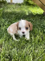 Harper, a female Cavalier King Charles Spaniel for sale in Balsam Lake, WI – 4 of 8